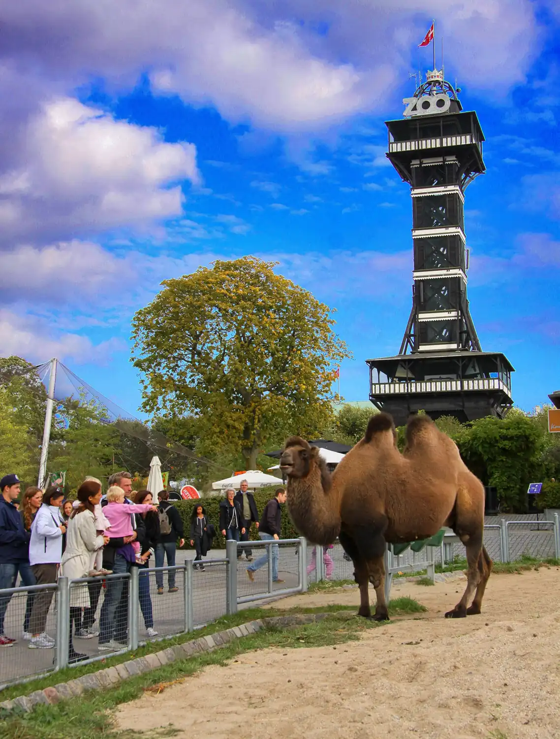 Wielbłąd na wybiegu i wieża widokowa w zoo w Kopenhadze